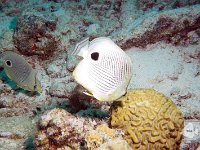 Foureye Butterflyfish